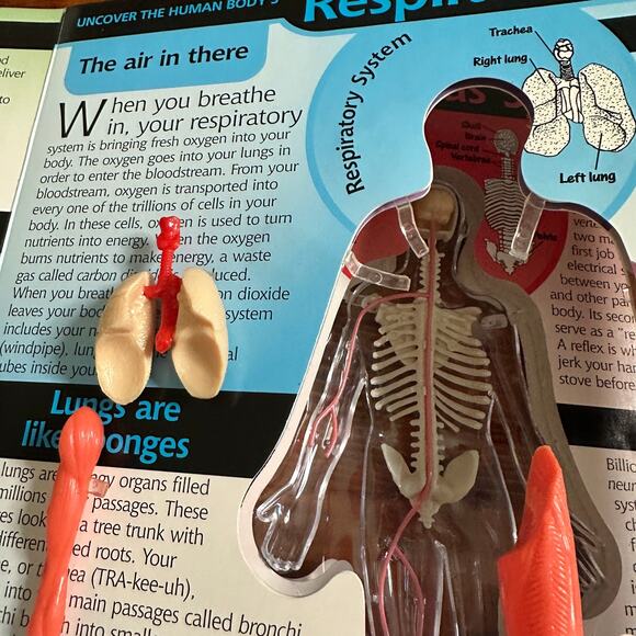 Vintage 2002 Uncover HUMAN BODY 3-D Anatomy Hardcover Book - Picture 9 of 12